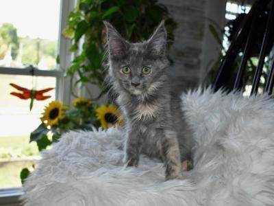 Maine Coon Kittens  TICA Registered - Maine Coon - Gallery Photo #1