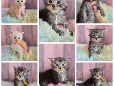 September Male Babies - Maine Coon - Gallery Photo #1