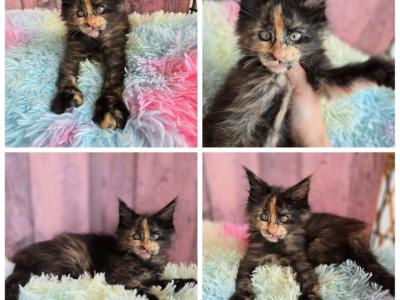 Tortie - Maine Coon - Gallery Photo #1