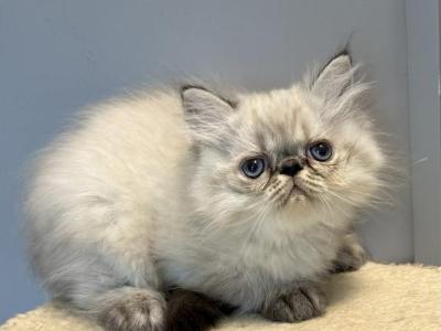 Persian Himalayan Male - Persian - Gallery Photo #1