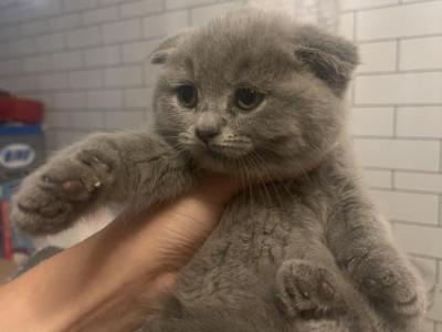 Blue Dream - Scottish Fold - Gallery Photo #1