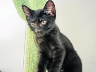Cletus Cobbles - American Shorthair - Gallery Photo #1