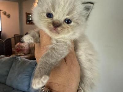 Tica Seal Lynx Male - Ragdoll - Gallery Photo #1