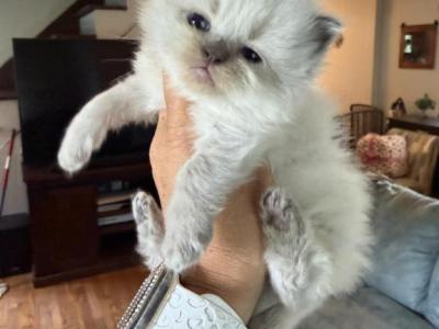 Seal Point Female - Ragdoll - Gallery Photo #1