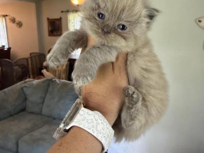 Blue Mink Female - Ragdoll - Gallery Photo #1