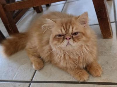 Violet's Male Kitten - Persian - Gallery Photo #1