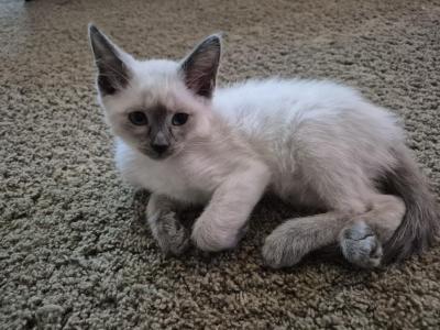 Molly Blue Point Female - Siamese - Gallery Photo #1