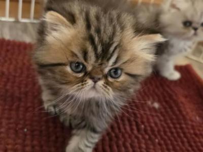 Violet's Kittens - Persian - Gallery Photo #1