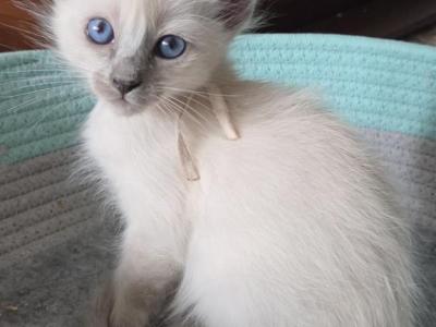 Girl White Collar Blue Point - Siamese - Gallery Photo #1