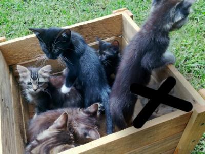 Elsie's Litter FEMALE - Domestic - Gallery Photo #1