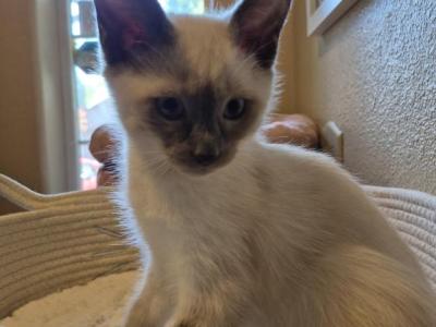 Finn Blu Point Male - Siamese - Gallery Photo #1