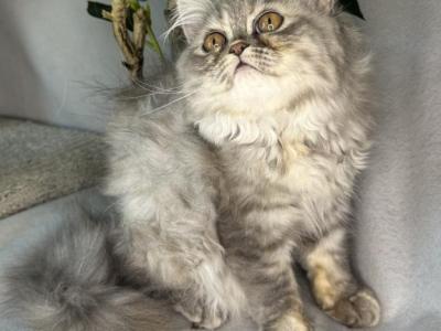 SP14 Misty Blue Cream Dilute Tortie Doll Face - Persian - Gallery Photo #1