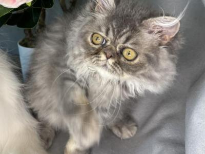 SP15 Dahlia Blue Cream Dilute Tortie Smoke Female - Persian - Gallery Photo #1