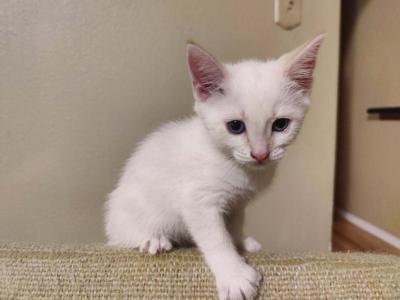 Beau Flame Point Male - Siamese - Gallery Photo #1