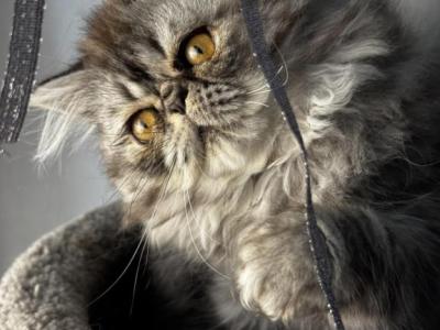 P17 Stella Blue Tortie Cream Smoke Female - Persian - Gallery Photo #1