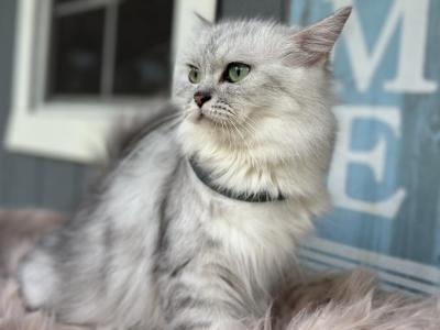 Dutchess - Ragamuffin - Gallery Photo #1