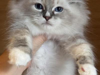 Blue Lynx Mitted Male - Ragdoll - Gallery Photo #1