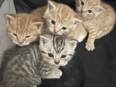 Scottish Straight Kittens - Scottish Straight - Gallery Photo #1