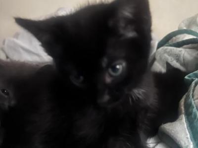 Adorable Russian Blue & Egyptian Mau Mixed - Russian Blue - Gallery Photo #1