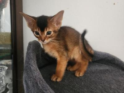 Sirius - Abyssinian - Gallery Photo #1