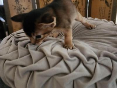 Oscar - Abyssinian - Gallery Photo #1