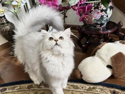 No Name Yet - British Shorthair - Gallery Photo #1
