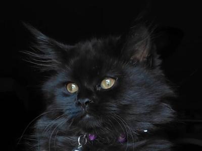 Ready Today Maine Coon Dollface Persian Hybrid - Maine Coon - Gallery Photo #1