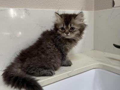 Mix Himalayan & Persian Kitten Male - Persian - Gallery Photo #1