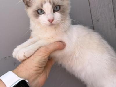 Kitten Rossy Female Pure Ragdoll - Ragdoll - Gallery Photo #1