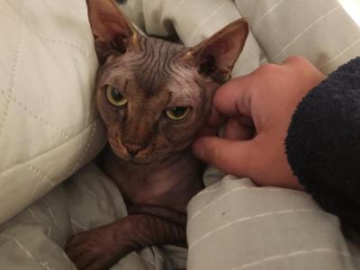 Rune - Sphynx - Gallery Photo #1