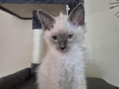 Sophia Long Hair Blue Point Female - Siamese - Gallery Photo #1