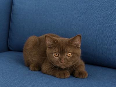 Tobby - British Shorthair - Gallery Photo #1