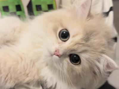 Theo Longhair - British Shorthair - Gallery Photo #1