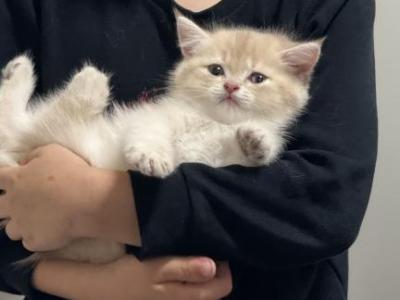 Yellowberry Longhair - British Shorthair - Gallery Photo #1