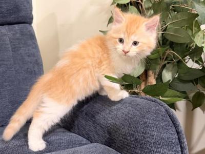 Quasi - Maine Coon - Gallery Photo #1