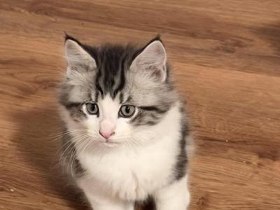 Saber - Maine Coon - Gallery Photo #1
