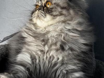 SP18 Sapphire Blue Cream Smoke Tortie - Persian - Gallery Photo #1