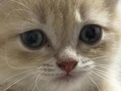 Raspberry Longhair - British Shorthair - Gallery Photo #1