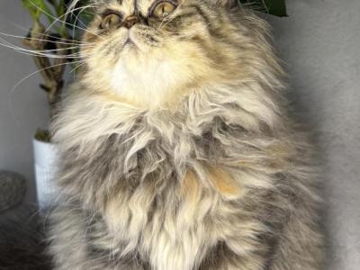 SP16 Laven Dilute Calico Smoke Female Available - Persian - Gallery Photo #1