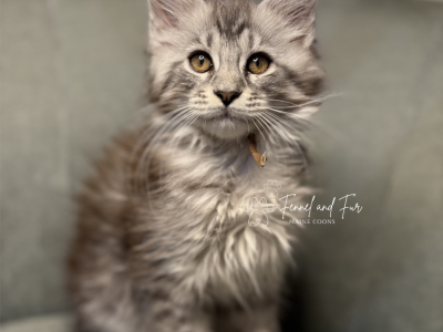Hans Black Silver Tabby Maine Coon - Maine Coon - Gallery Photo #1