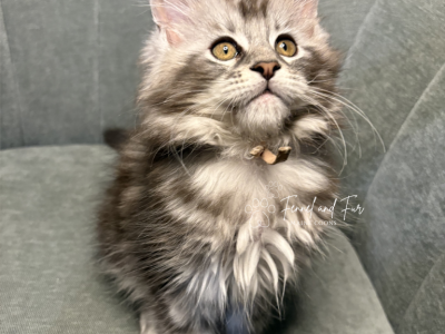 Elsa Polydactyl Black Silver Tabby Maine Coon - Maine Coon - Gallery Photo #1
