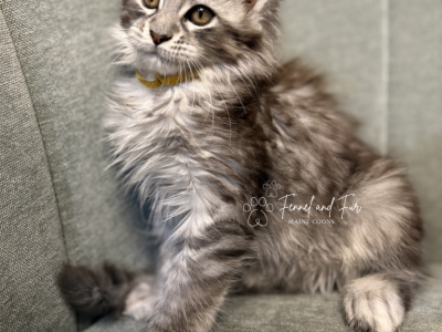 Anna Polydactyl Black Silver Tabby Maine Coon - Maine Coon - Gallery Photo #1