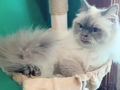 Estella And Sebastian - Ragdoll - Gallery Photo #1