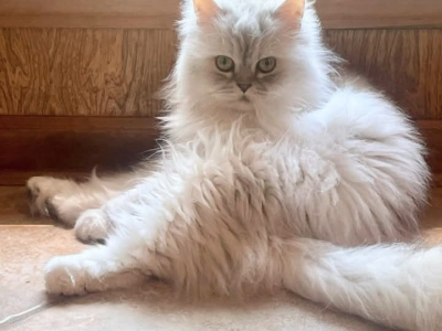 Salem And Sebastian - Persian - Gallery Photo #1
