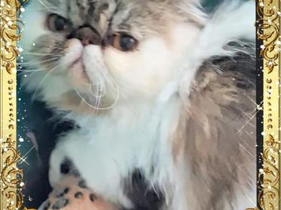 Kennedy And Kingston - Persian - Gallery Photo #1