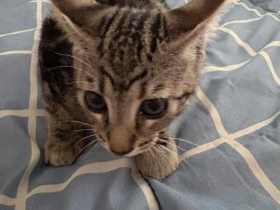 7 Kittens - American Shorthair - Gallery Photo #1