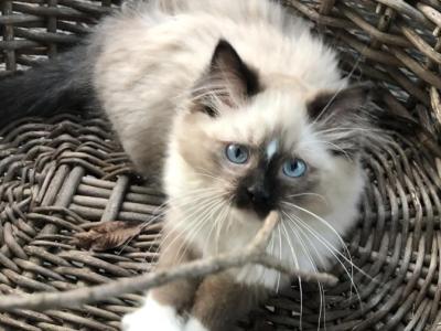 The Jazz Man - Ragdoll - Gallery Photo #1