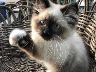 Tunes - Ragdoll - Gallery Photo #1