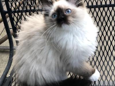 Spirit - Ragdoll - Gallery Photo #1