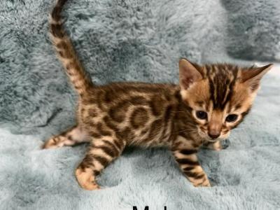 Bengal Lovers - Bengal - Gallery Photo #1